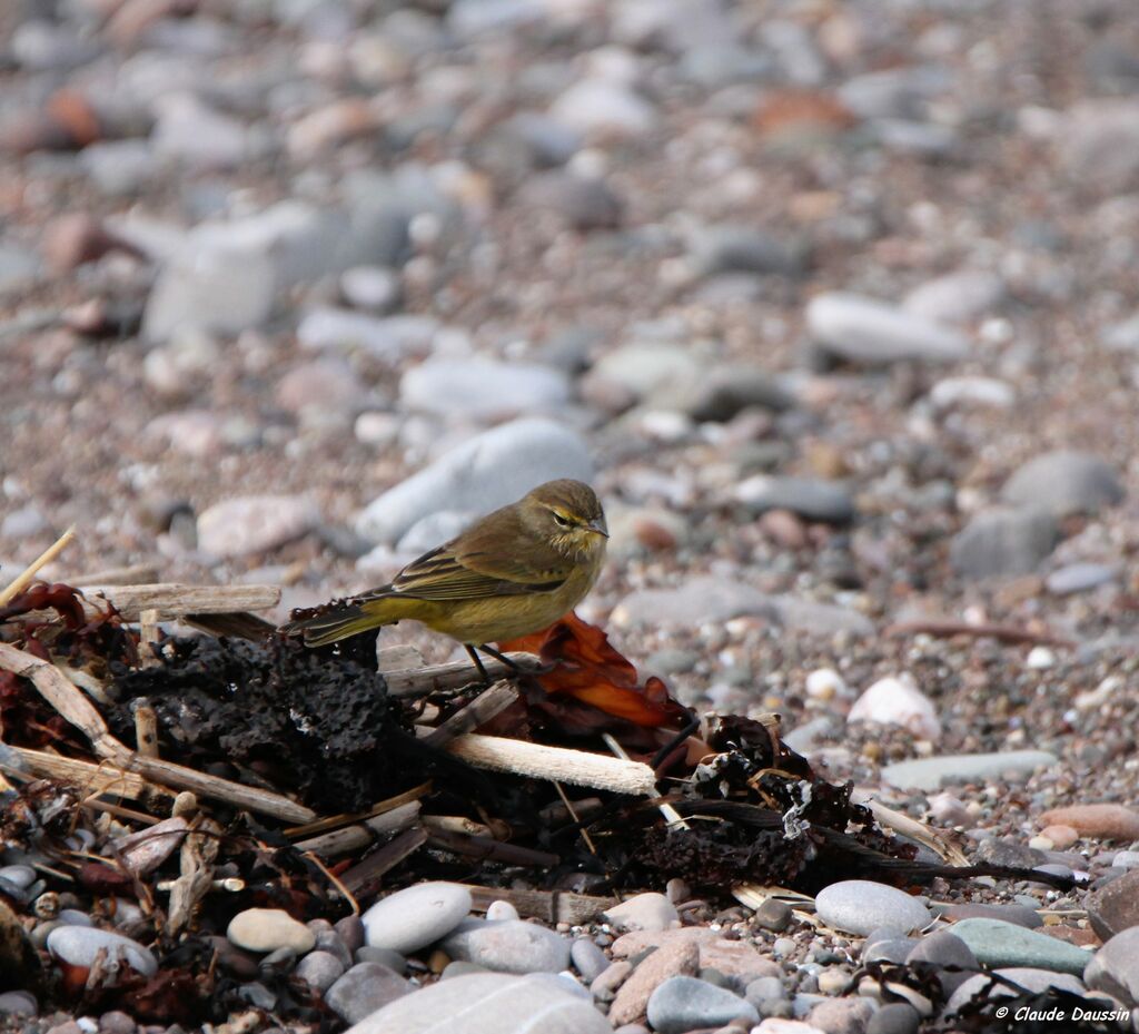 Palm Warbler