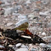 Palm Warbler