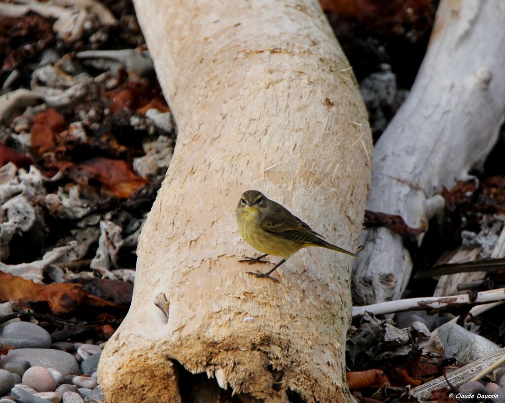 Palm Warbler