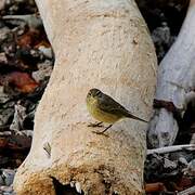 Palm Warbler