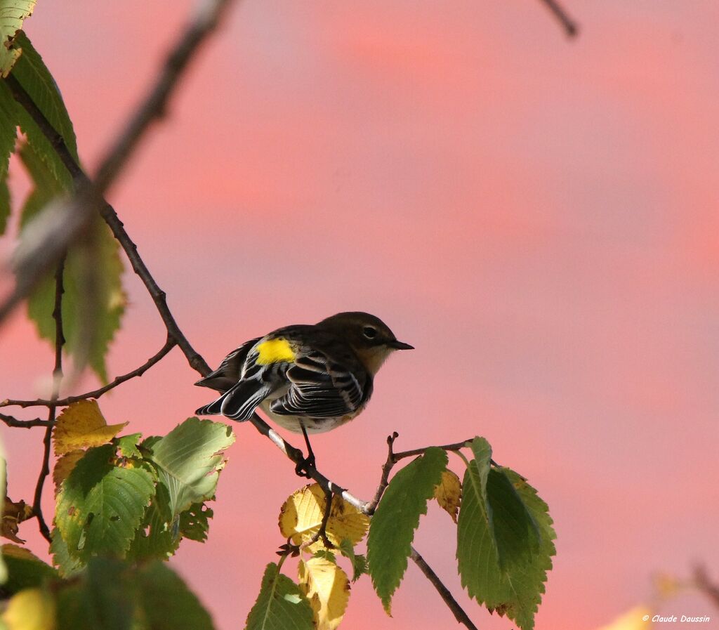 Myrtle Warbler