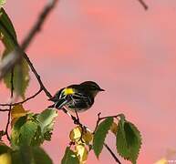 Myrtle Warbler