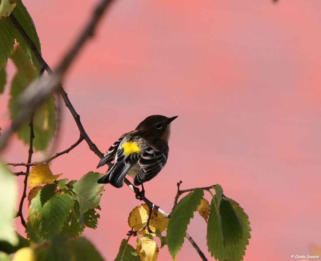 Myrtle Warbler