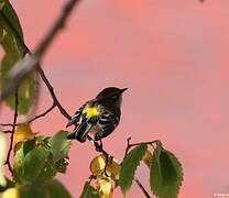 Myrtle Warbler