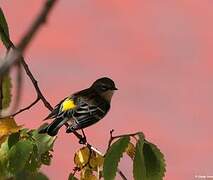 Myrtle Warbler