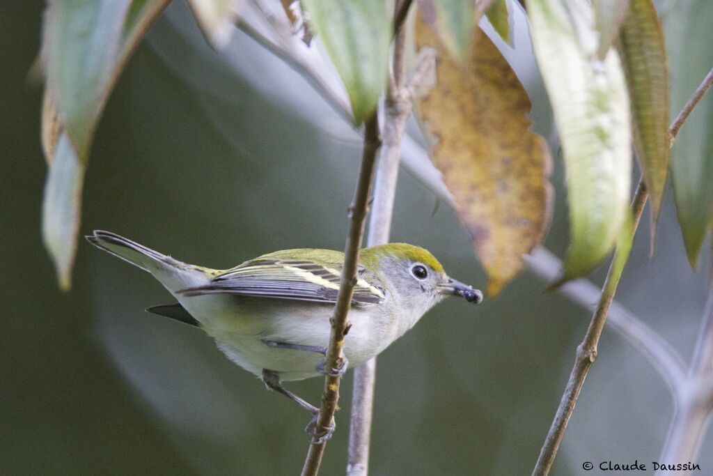 Chestnut-sided Warbler female adult, eats