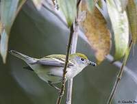 Paruline à flancs marron