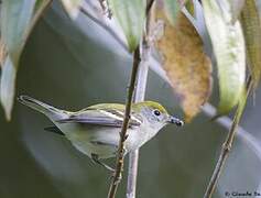 Paruline à flancs marron