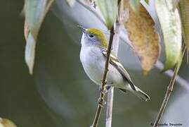 Chestnut-sided Warbler