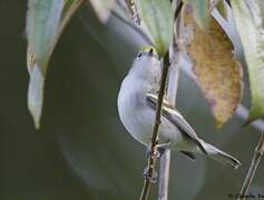 Chestnut-sided Warbler