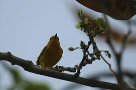 Mangrove Warbler