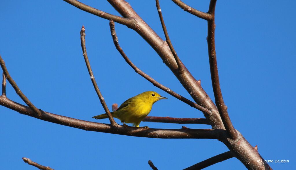 Mangrove Warbler