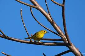 Mangrove Warbler