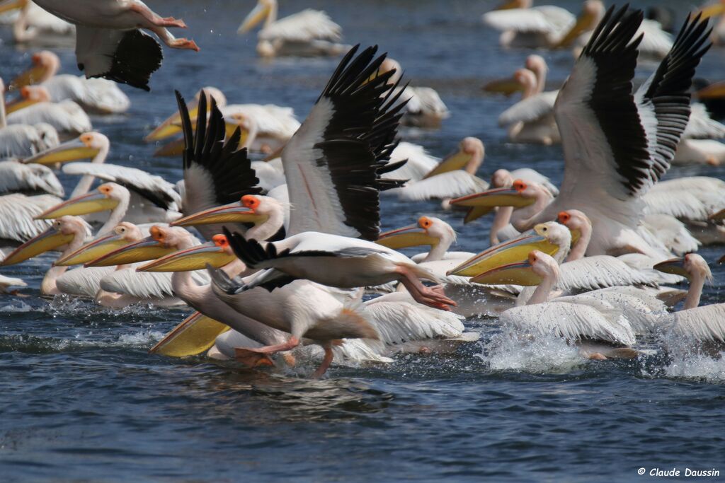 Great White Pelican