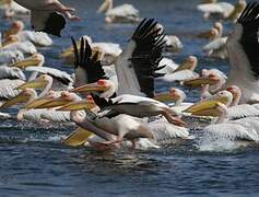 Great White Pelican