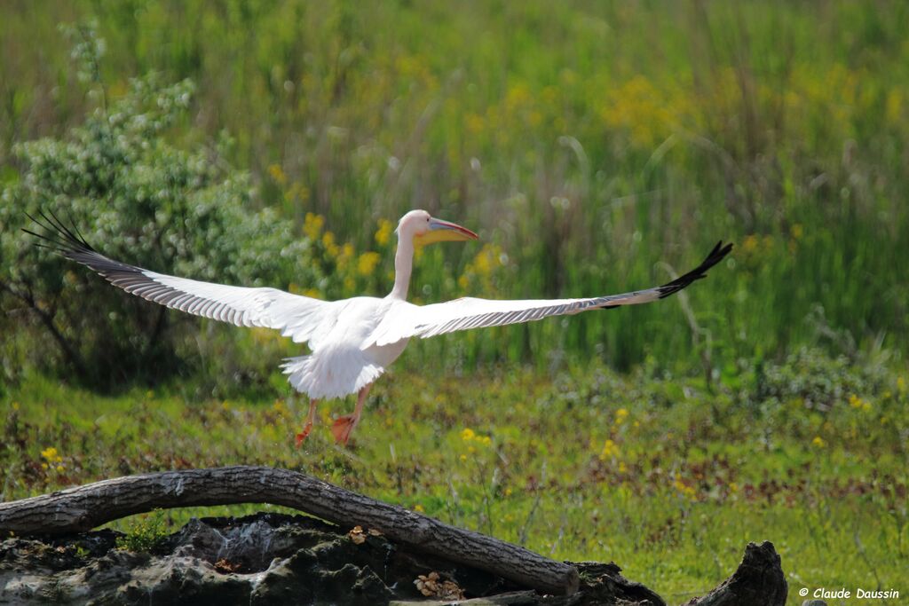 Great White Pelican