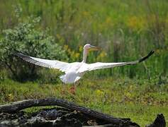 Great White Pelican