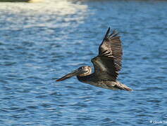 Brown Pelican