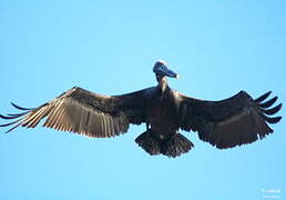 Brown Pelican