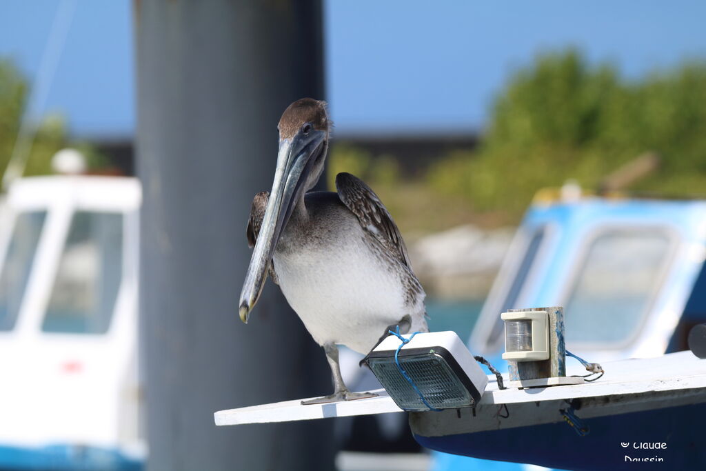 Brown Pelican