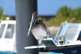 Brown Pelican