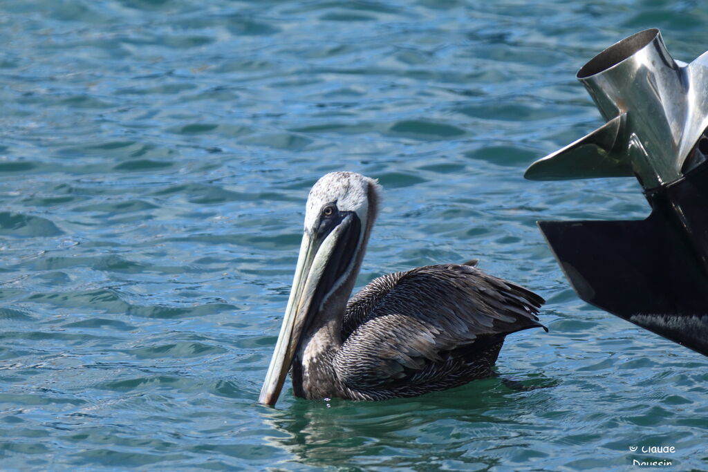 Brown Pelican