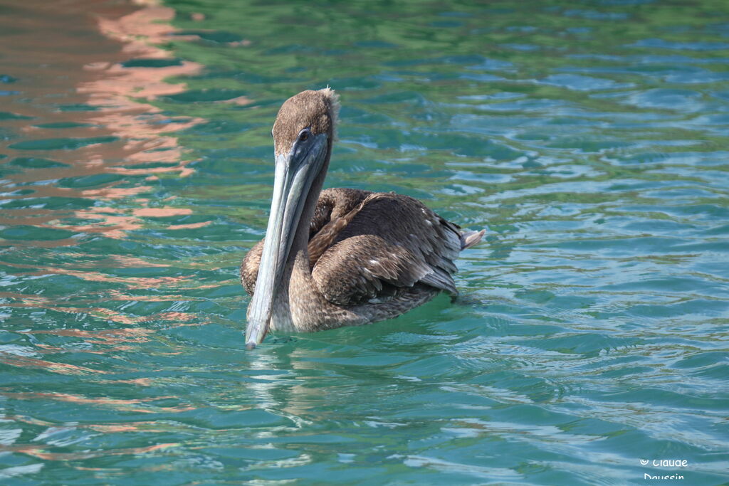 Brown Pelican