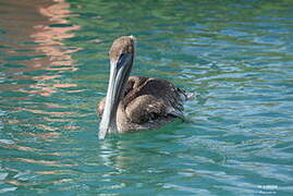 Brown Pelican