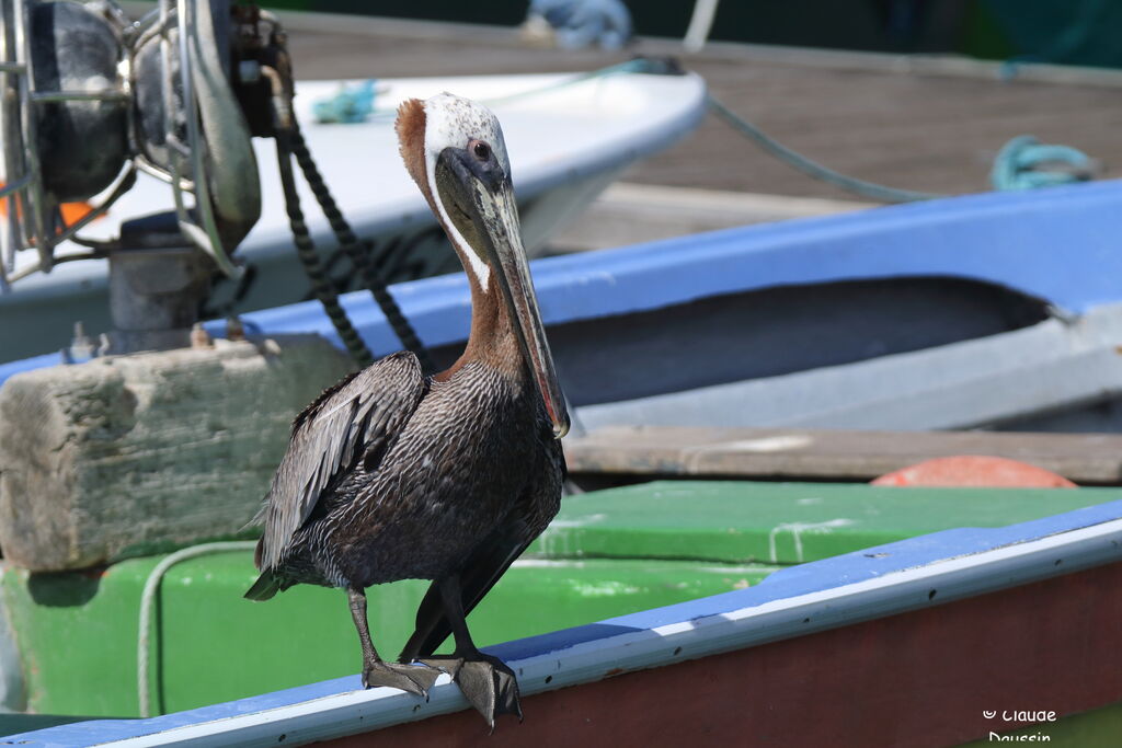 Brown Pelican