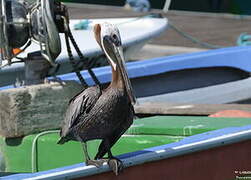 Brown Pelican