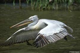 Dalmatian Pelican