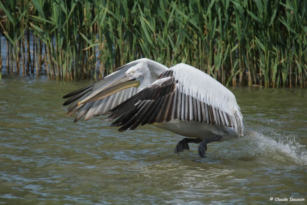 Dalmatian Pelican