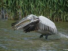 Dalmatian Pelican