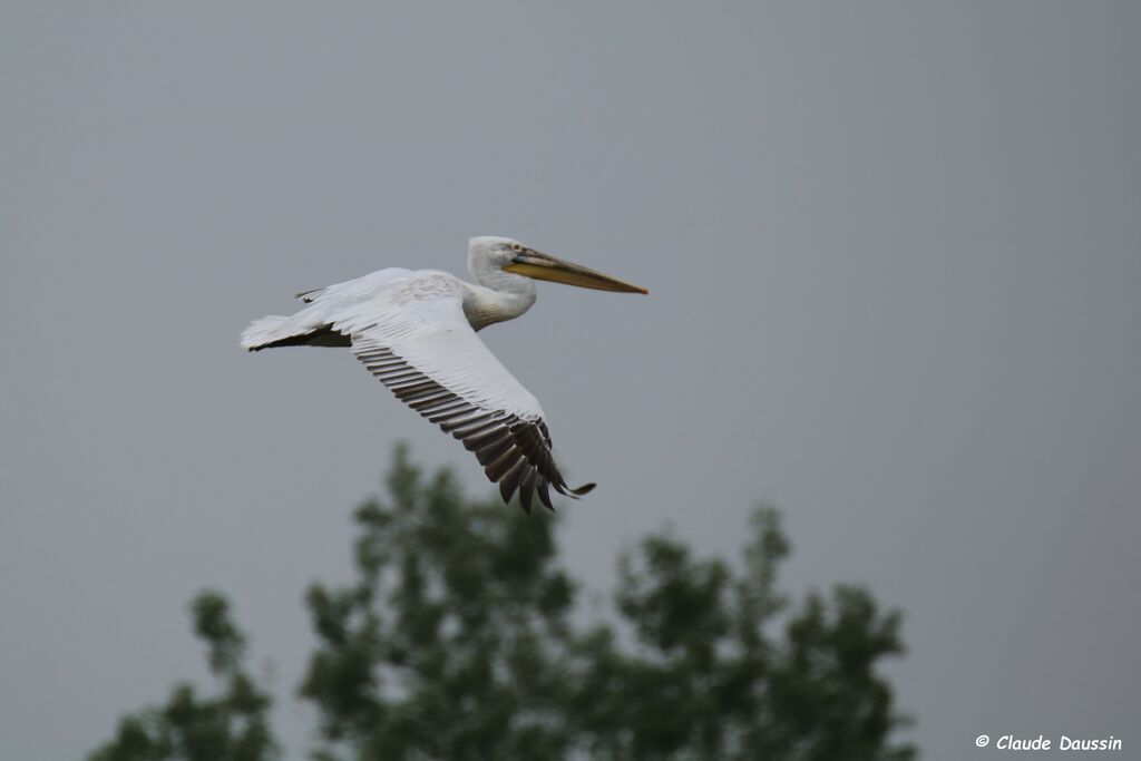 Dalmatian Pelican