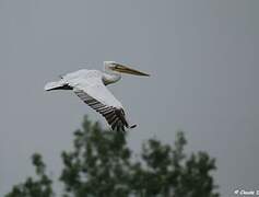 Dalmatian Pelican