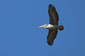Pink-backed Pelican