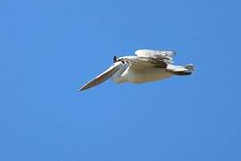 Pink-backed Pelican
