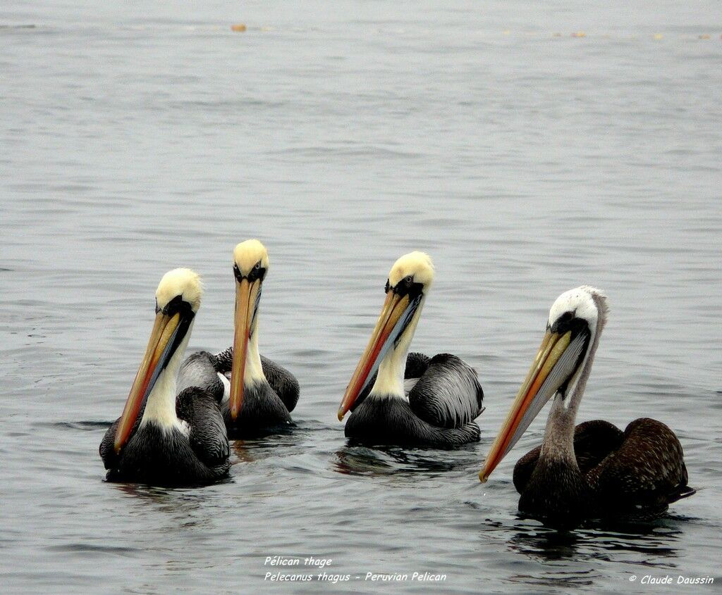 Peruvian Pelican