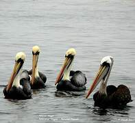 Peruvian Pelican