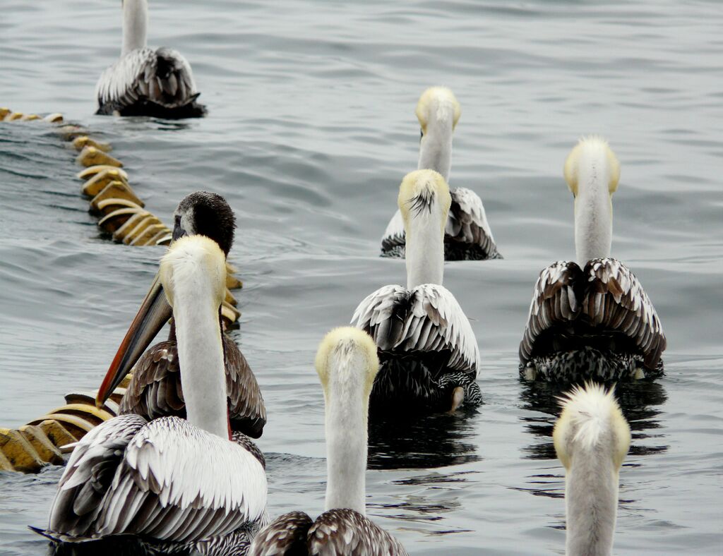 Peruvian Pelican