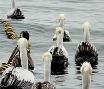 Peruvian Pelican