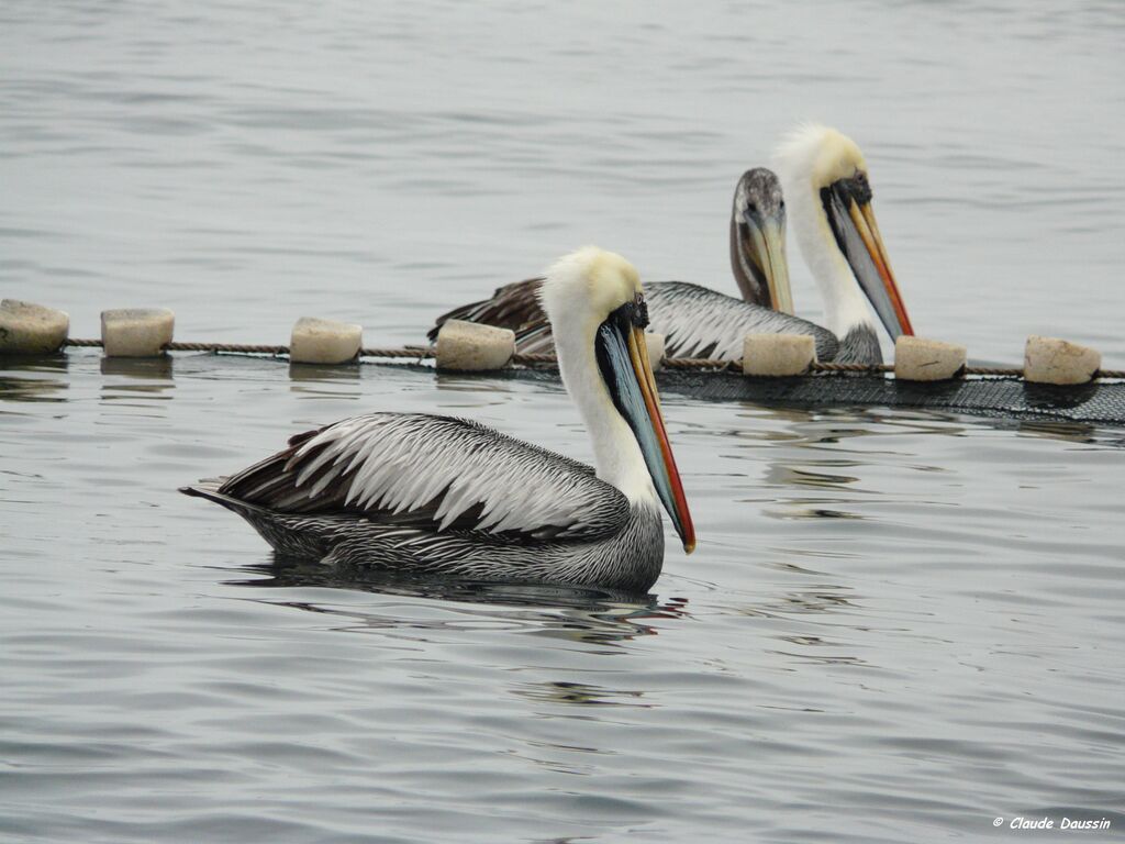 Peruvian Pelican