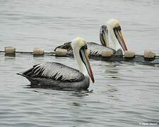 Peruvian Pelican