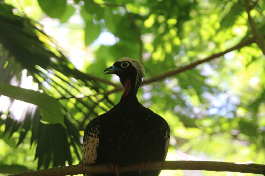 Black-fronted Piping Guan