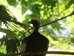 Black-fronted Piping Guan