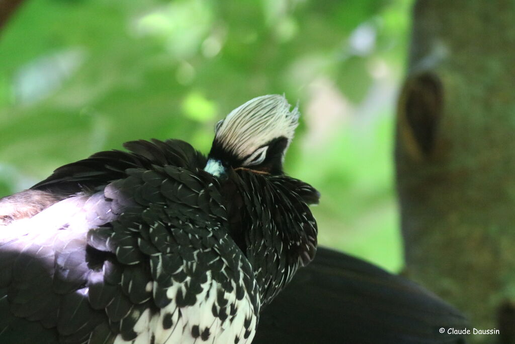 Pénélope à front noir