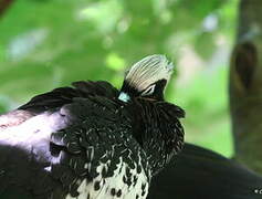 Black-fronted Piping Guan