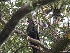 Crested Guan