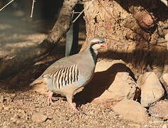 Chukar Partridge