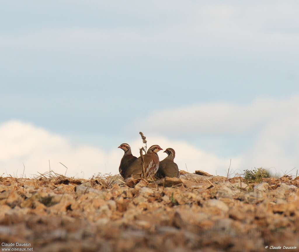 Red-legged Partridge, habitat